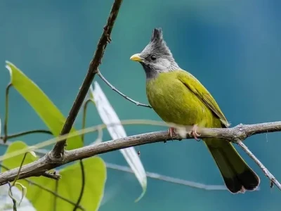Chào mào xanh giá bao nhiêu và những điều cần biết