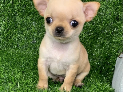 Chihuahua Giá Bao Nhiêu? Cẩm Nang Chi Tiết Giá Bán Chihuahua 2026