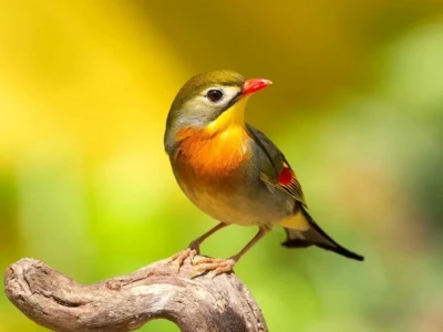 Chim Hoàng Oanh: Khám Phá Thế Giới Rực Rỡ Của Loài Chim Hót Hay