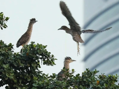 Chim Tây: Khám phá thế giới loài chim hoang dã tại Việt Nam