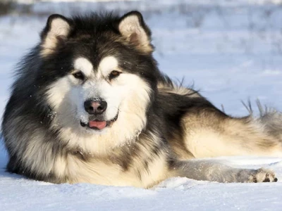 Chó Alaska Lớn: Đặc Điểm, Nguồn Gốc và Kinh Nghiệm Nuôi Dưỡng Toàn Diện