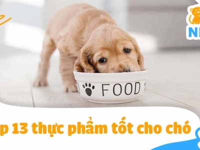 Chó ăn gì: Hướng dẫn chi tiết theo từng giai đoạn phát triển