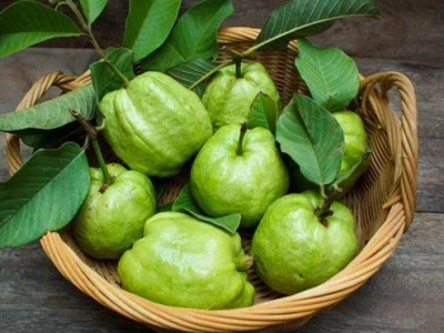 Chó ăn ổi được không? Lợi ích và lưu ý cần biết