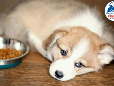Chó bị Parvo bao lâu thì khỏi? Dấu hiệu, cách điều trị và phòng ngừa