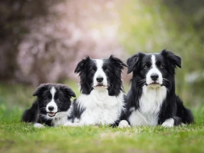 Chó Chăn Cừu Collie: Đặc Điểm Nổi Bật, Cách Nuôi và Giá Bán