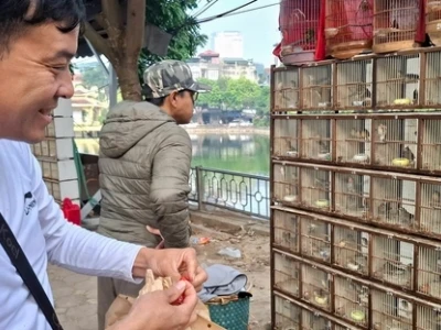 Chợ Chim Hà Đông, Hà Nội: Điểm hẹn văn hóa và thú chơi tao nhã