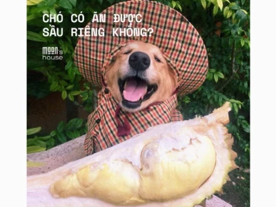 Chó có ăn được sầu riêng không? Phân tích chi tiết cho chủ nuôi
