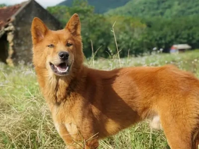 Chó Cỏ Việt Nam: Khám phá nguồn gốc, đặc điểm và cách nuôi