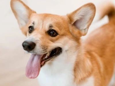Chó Corgi Ăn Gì Để Có Sức Khỏe Tốt? Hướng Dẫn Chi Tiết 2026