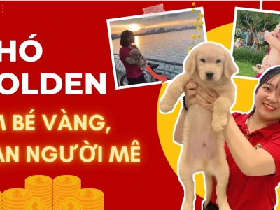 Chó Golden Retriever: Giá bán, đặc điểm và cách chăm sóc chi tiết 2026
