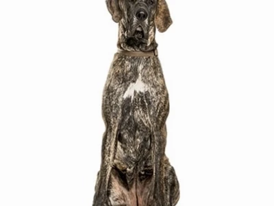 Chó Great Dane: Khám phá giống chó khổng lồ thân thiện và đáng yêu