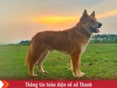Chó Lài Sông Mã huyền thoại và những bí ẩn chưa lời giải
