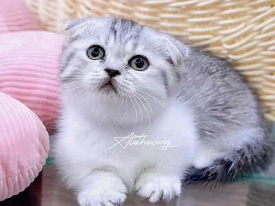 Chợ Mèo Cảnh Hà Nội: Hướng Dẫn Chi Tiết Mua Bán Mèo Ưng Ý