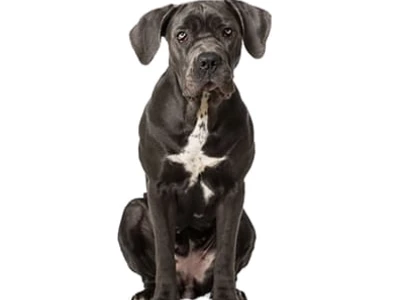 Chó Ngao Ý Cane Corso Hành Trình Khám Phá Giống Chó Mạnh Mẽ