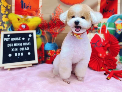Chó Poodle giá 1 triệu: Có nên mua và những điều cần biết 2026
