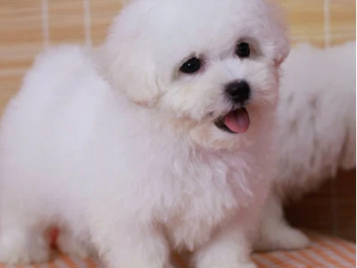 Chó Poodle Giá Bao Nhiêu? Cập Nhật Bảng Giá Chi Tiết Năm 2026