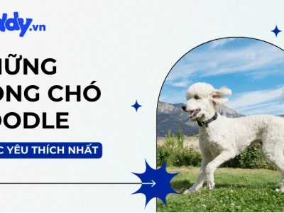 Chó Poodle Tiny đặc điểm ngoại hình tính cách và kinh nghiệm chăm sóc 2026