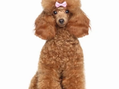 Chó Poodle Trắng: Cẩm Nang Toàn Diện Từ A-Z cho Người Nuôi 2026