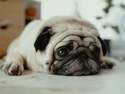 Chó Pug Mặt Xệ: Hướng dẫn Nuôi dưỡng Toàn diện cho Người Mới Bắt đầu