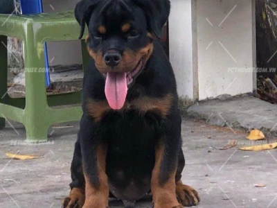 Chó Rottweiler giá bao nhiêu? Cập nhật giá chi tiết 2026