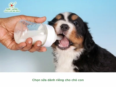 Chó Uống Sữa Bò Được Không? Hướng Dẫn Chi Tiết Từ Chuyên Gia