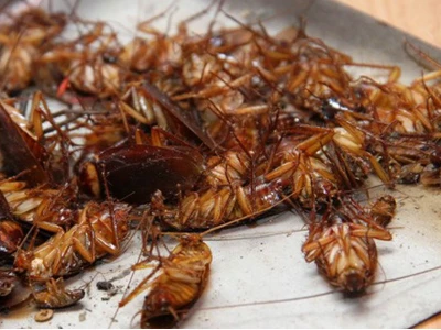 Con Gián Ăn Gì Để Sống Sót Và Cách Phòng Tránh Hiệu Quả Nhất