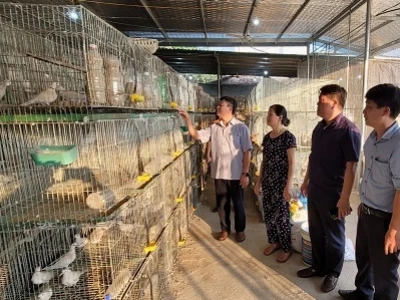 Cu Gáy Trắng Đột Biến: Chú Chim Độc Lạ và Cơ Hội Làm Giàu
