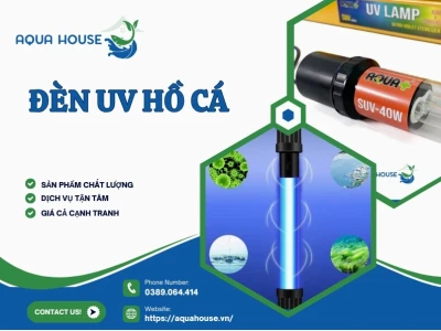 Đèn UV Hồ Cá: Hướng dẫn Chọn và Sử Dụng Hiệu Quả