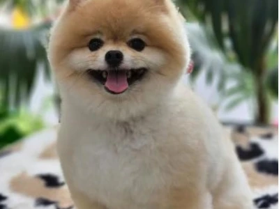 Dịch vụ Pet Spa: Chăm sóc toàn diện cho thú cưng tại nhà