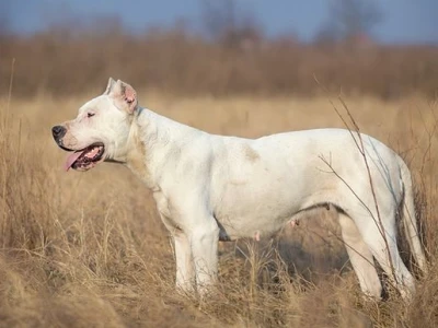 Dogo Argentino: Chó Ngao Argentina thuần chủng và những điều cần biết