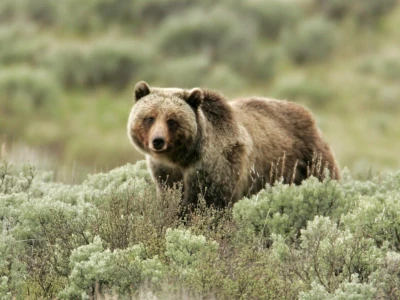 Gấu Grizzly Những Điều Cần Biết Về Loài Thú Vĩ Đại