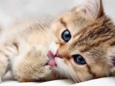 Giải mã đôi chân mèo những điều bạn chưa biết
