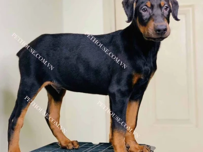 Giống chó Doberman Pinscher: Đặc điểm, nguồn gốc và cách chăm sóc