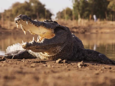 Gustave Crocodile: Huyền thoại về sát thủ cá sấu khổng lồ