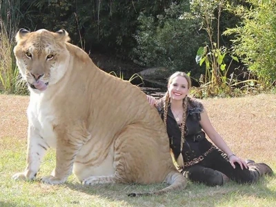 Hybrid Animals: Khám Phá Thế Giới Sinh Vật Lai Tạo Độc Đáo