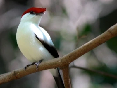 It is found that endangered species are often concentrated in vulnerable areas