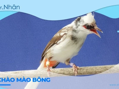 Khám phá âm thanh độc đáo của tiếng chào mào bông hót