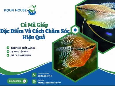 Khám phá cá mã giáp short hoàng kim và các loại cá mã giáp phổ biến