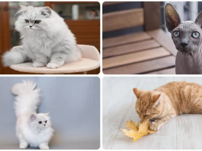Khám phá các giống mèo phổ biến tại Việt Nam: Đặc điểm và cách chăm sóc