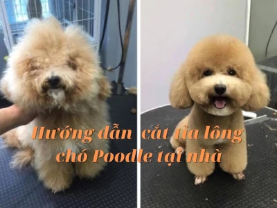 Khám phá các kiểu cắt lông Poodle thời thượng và độc đáo nhất 2026