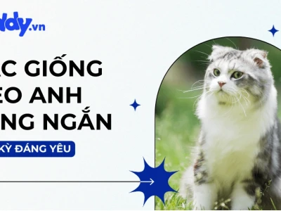 Khám phá các loại mèo phổ biến và đáng yêu nhất tại Việt Nam