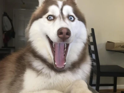Khám phá "chó husky ngáo": Tại sao chúng lại có biệt danh thú vị này?
