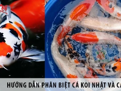 Khám phá đa dạng các dòng cá Koi: Hướng dẫn nhận biết và lựa chọn