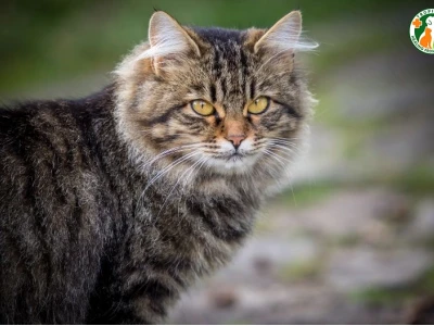 Khám phá Mèo Siberian giống mèo rừng Nga quý hiếm