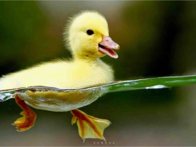 Khám phá ngay 134+ Avatar Vịt Cute đỉnh cao cho năm 2026