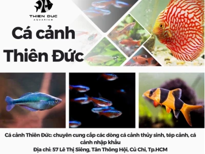 Khám phá Thế giới Cá Cảnh Nhiều Màu Sắc: Hướng dẫn chọn lựa và chăm sóc