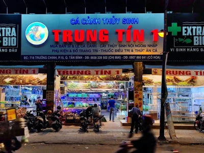 Khám Phá Thế Giới Cá Cảnh Vàng: Từ A-Z Cho Người Mới Bắt Đầu