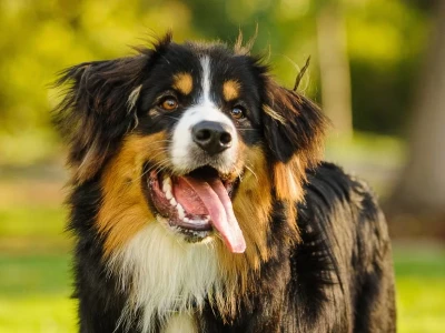 Khám Phá Thế Giới Các Giống Chó Big Dogs: Kích Thước Khổng Lồ, Trái Tim To Lớn