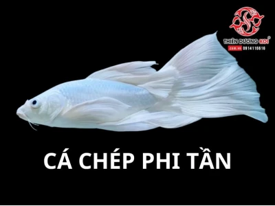 Khám Phá Thế Giới Các Loại Cá Chép Cảnh Đẹp Và Độc Đáo