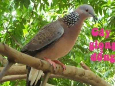 Khám phá thế giới chim cu: Đặc điểm, tập tính và hình ảnh đẹp